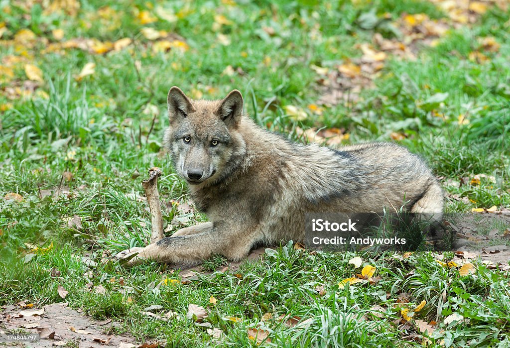 Junge Gray Wolf mit Knochen - Lizenzfrei Wolf Stock-Foto