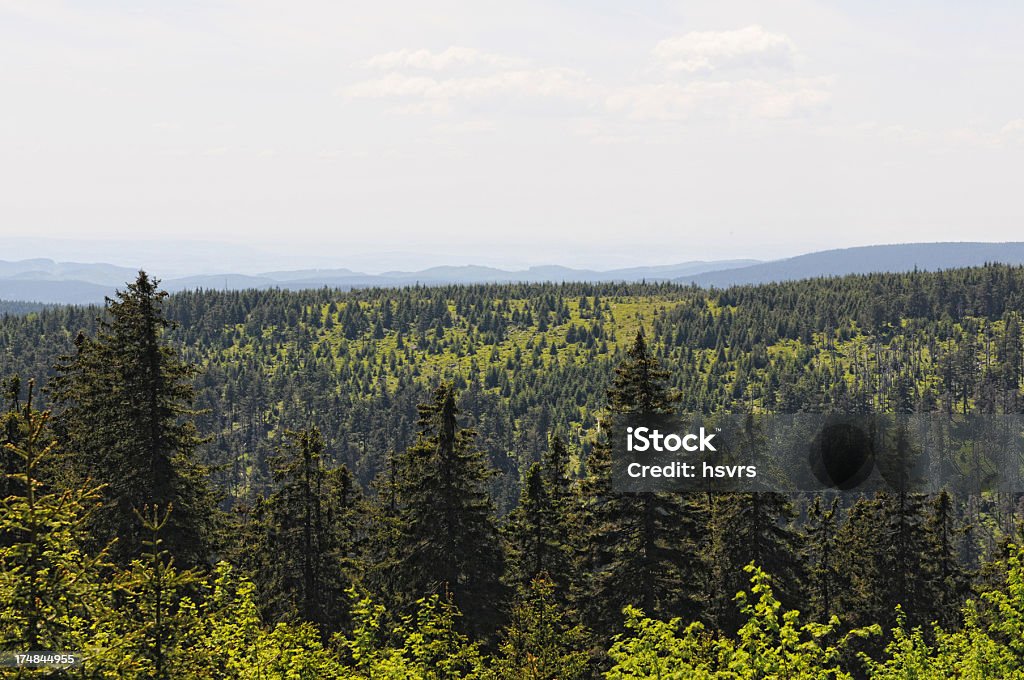 Bosque de monte Brocken dañado por barrenillo - Foto de stock de Abeto libre de derechos