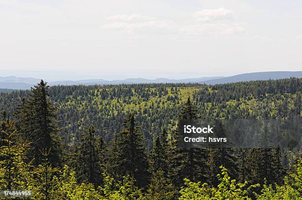 Bosque De Monte Brocken Dañado Por Barrenillo Foto de stock y más banco de imágenes de Abeto - Abeto, Aire libre, Alemania