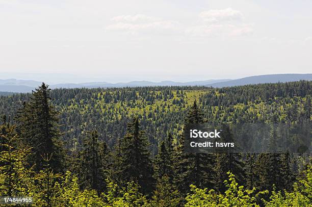 Floresta De Montanha Brocken Afectada Pelo Escolitídeo - Fotografias de stock e mais imagens de Abeto