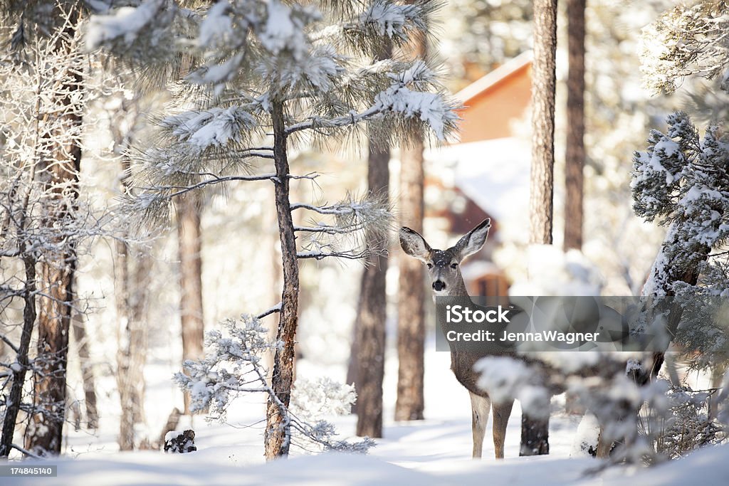 Cervi nella foresta di neve - Foto stock royalty-free di Albero