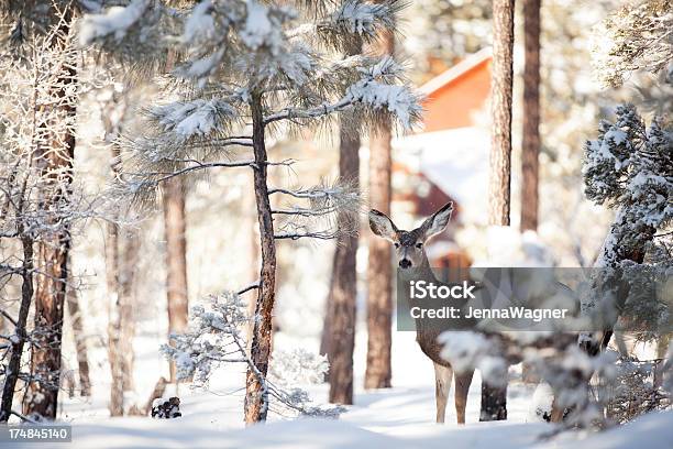 Cervi Nella Foresta Di Neve - Fotografie stock e altre immagini di Albero - Albero, Albero di legno duro, Allerta