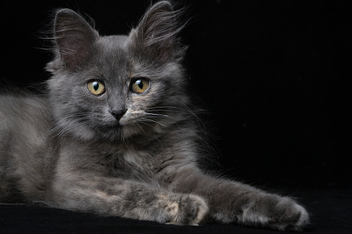 Young gray kitten with beautiful eyes black background