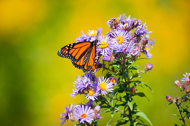 istock Colours of  A Monarch 174845330