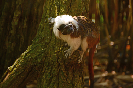 Single cotton-top tamarin ( Saguinus oedipus)climbing against a tree trunk. New World monkey.
