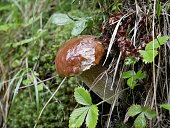 The boletus mushroom grows among green moss in a clearing in the forest. Edible healthy mushroom in the forest in summer. Vegetarian food in natural conditions.