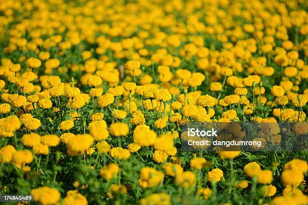 Caléndula Africana Flor En Granja Foto de stock y más banco de imágenes de Abundancia - Abundancia, Agricultura, Aire libre