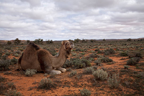 Arid Australia with wild camel stock photo