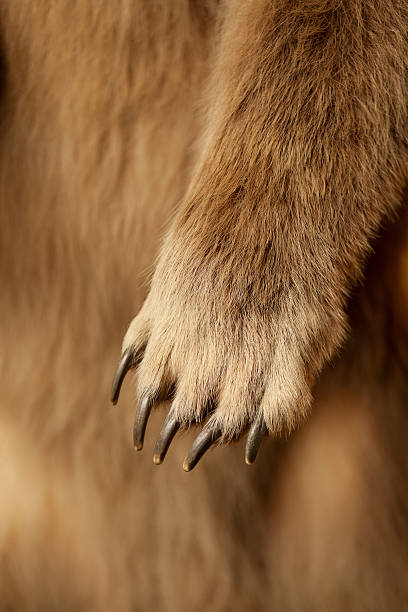 Huge Grizzly Bear Claw "Close up shot of a grizzly bear paw, claws and all.  Shallow depth of field." animal arm photos stock pictures, royalty-free photos & images