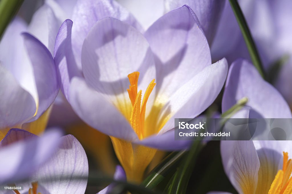 Violet crocuses Couleur - Photo de Arbre en fleurs libre de droits