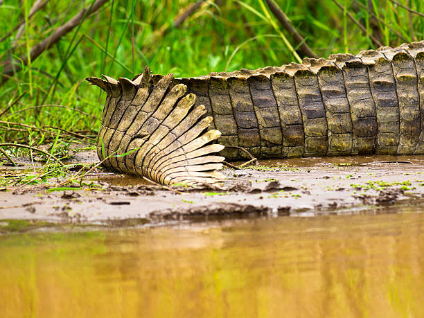 Crocodile Tail Stock Photos, Pictures & Royalty-Free Images - iStock