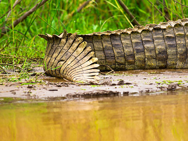 Crocodile Tail Stock Photos, Pictures & Royalty-Free Images - iStock Crocodile Tail Stock Photos, Pictures & Royalty-Free Images - iStock