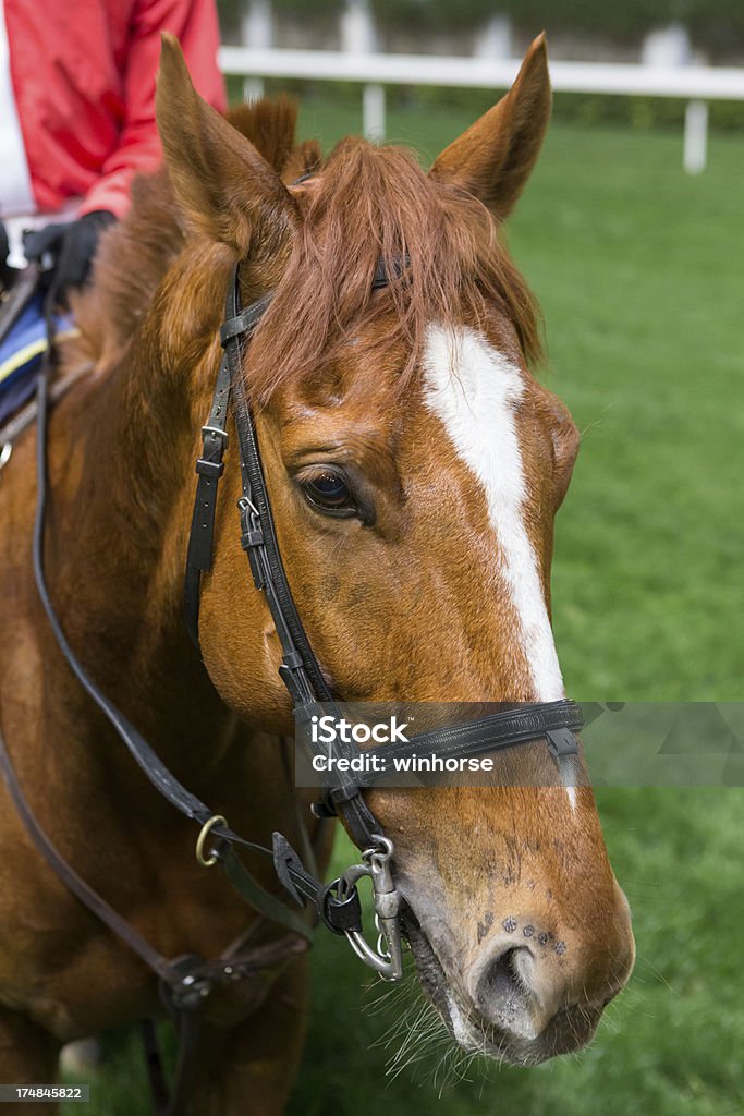 cavallo - Foto stock royalty-free di Ambientazione esterna