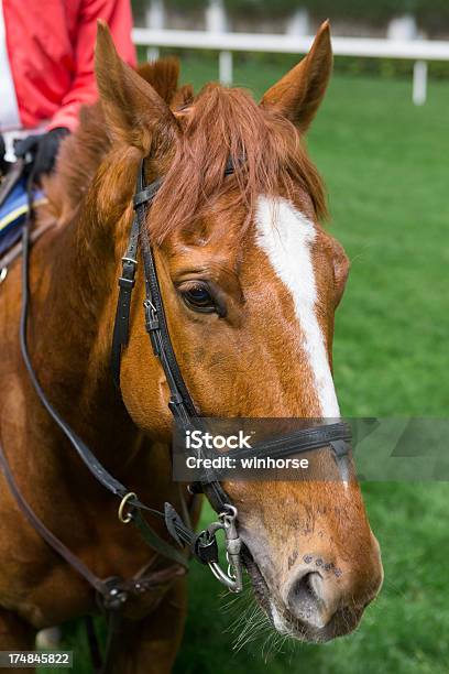 Cavallo - Fotografie stock e altre immagini di Ambientazione esterna - Ambientazione esterna, Animale, Animale domestico