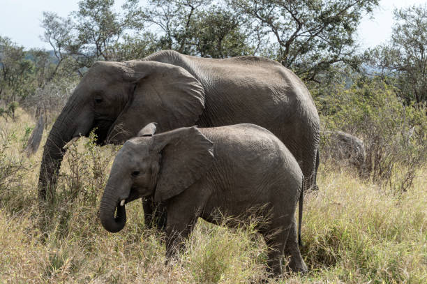 Two African Elephant stock photo