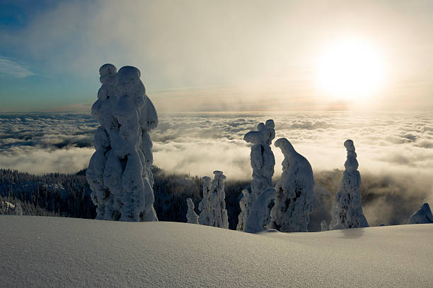 arbres couverts de neige sur le mont seymour - mt seymour provincial park photos et images de collection