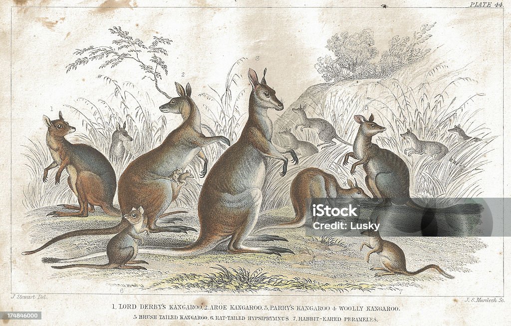 Kangaroo - Lizenzfrei Känguru Stock-Illustration