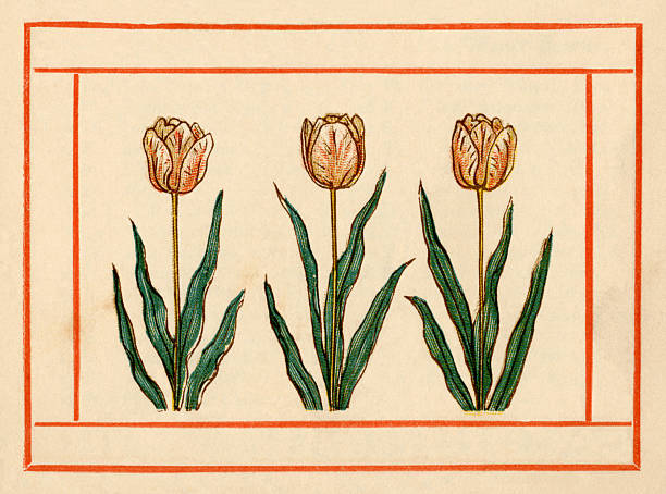ilustraciones, imágenes clip art, dibujos animados e iconos de stock de tulipanes-kate greenaway, 1884 - 1884