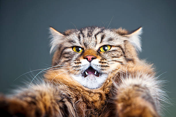 Portrait of a cat