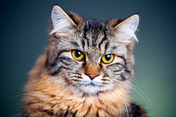 istock Portrait of a cat 174846245