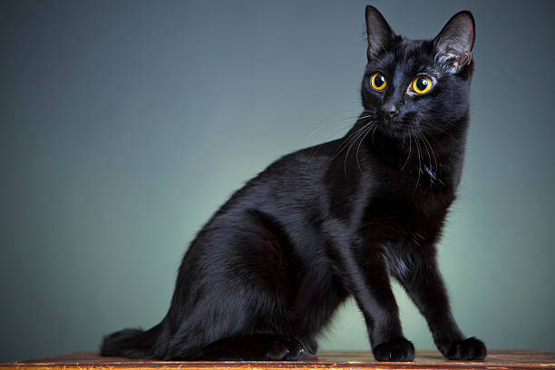 istock Portrait of a cat 174846248
