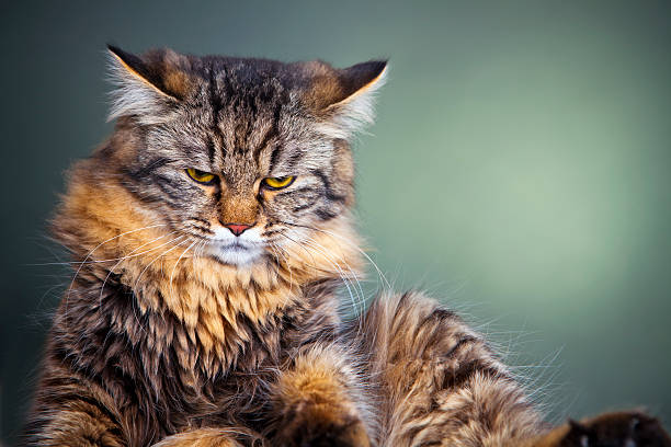 istock Portrait of a cat 174846249