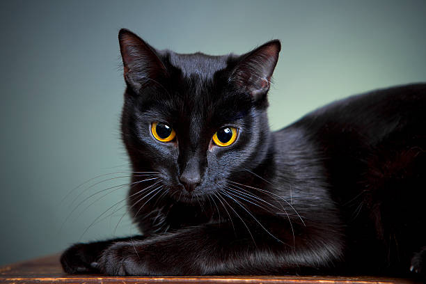 retrato de um gato - olhos amarelos - fotografias e filmes do acervo