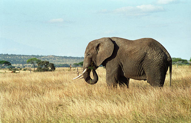 istock African elephant eats grass Tanzania copy space 174846359