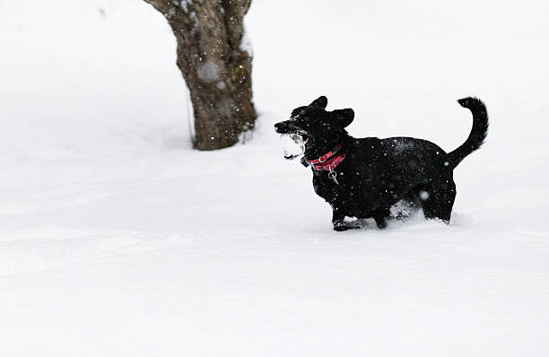 alegres perros corriendo con hielo chunk - isweather2013 fotografías e imágenes de stock