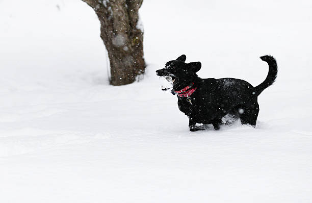 gioiose cane in esecuzione con ghiaccio blocco - isweather2013 foto e immagini stock