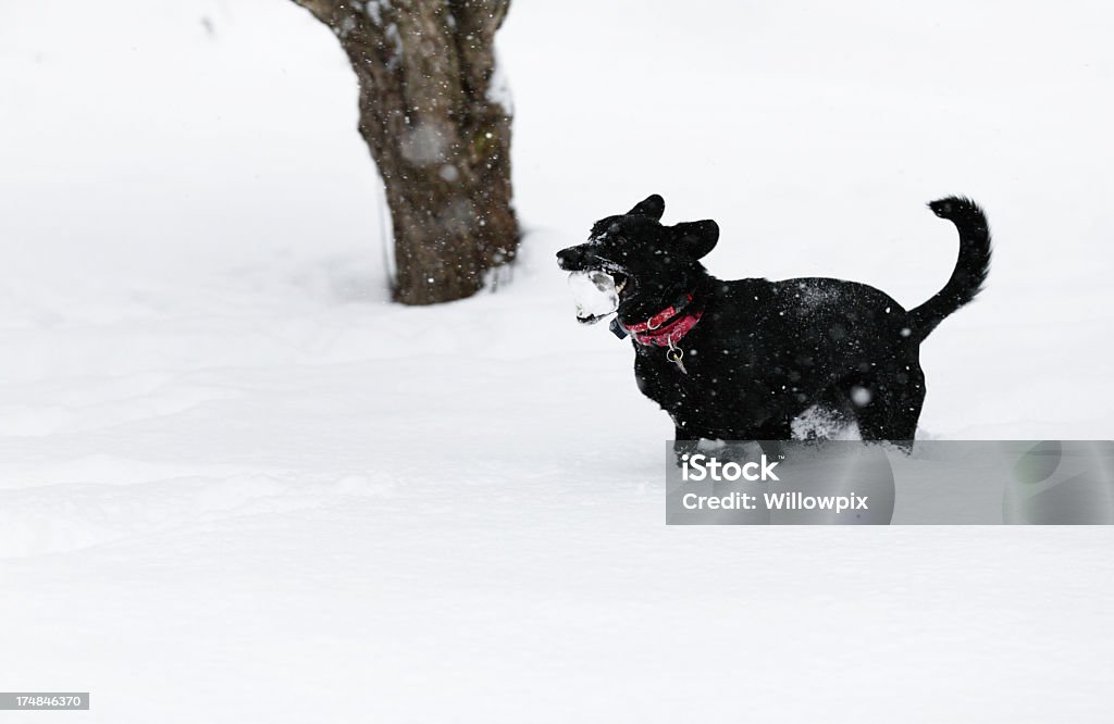 Cachorro feliz correndo com pedaços de gelo - Foto de stock de A caminho royalty-free