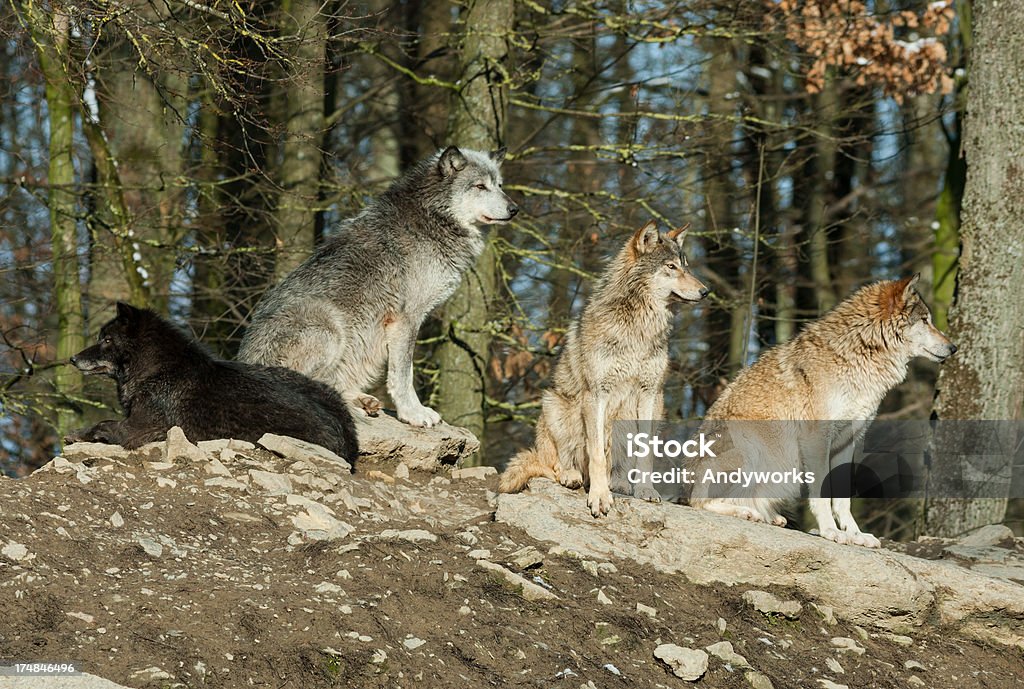 Wolf Pack - Lizenzfrei Herde Stock-Foto