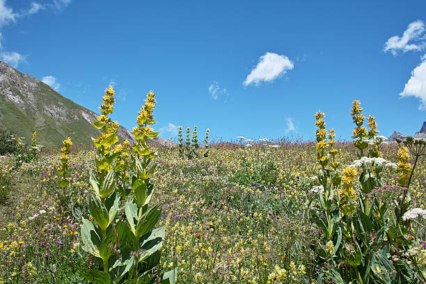 summer meadow in alpine landscape summer meadow in alpine landscape enzian stock pictures, royalty-free photos & images