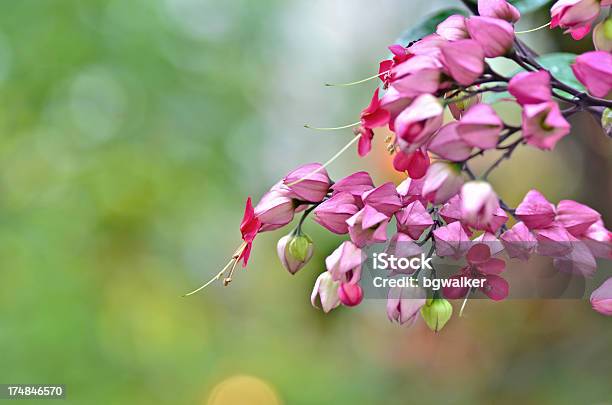 Rosa Blumen Stockfoto und mehr Bilder von Baumblüte - Baumblüte, Blatt - Pflanzenbestandteile, Blume