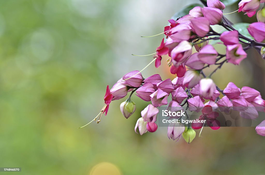 Flores cor-de-rosa - Foto de stock de Beleza natural - Natureza royalty-free