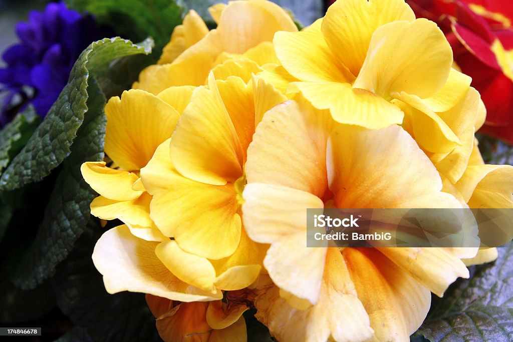 prímula - Foto de stock de Amarelo royalty-free