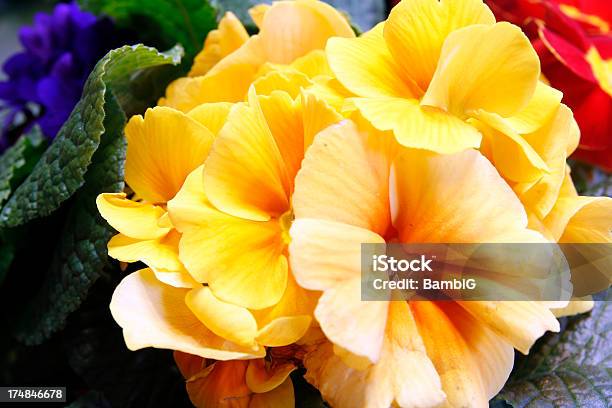 Foto de Prímula e mais fotos de stock de Amarelo - Amarelo, Beleza natural - Natureza, Flor