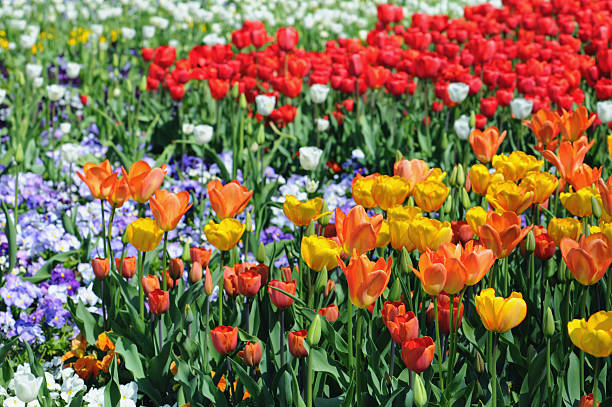 arancio/bianco e rosso tulipani in primavera. - star tulip foto e immagini stock