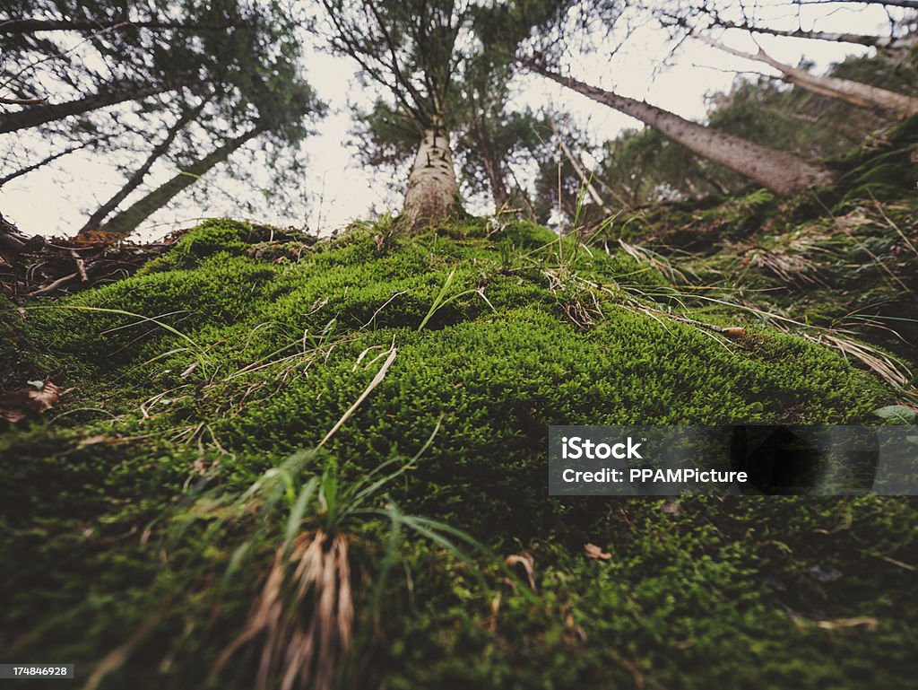 moss-coberto floresta - Foto de stock de Apodrecer royalty-free