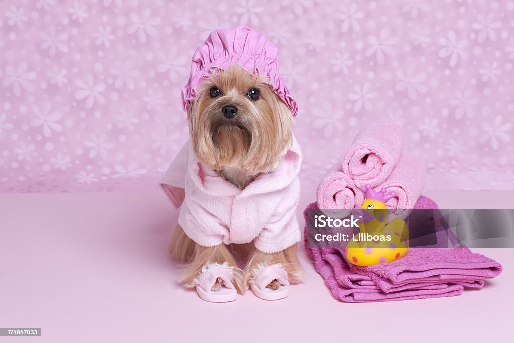Chien Yorkshire Terrier dans un bonnet de douche et des pantoufles - Photo de Fond coloré libre de droits
