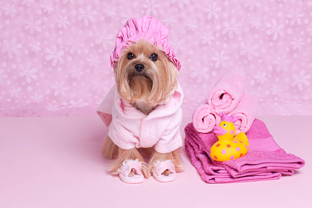 istock Yorkshire Terrier dog in a shower cap and slippers 174847033