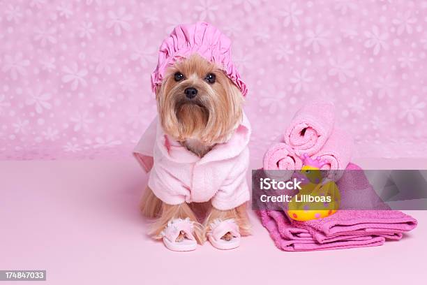 Foto de Yorkshire Terrier Cachorro Em Uma Touca De Banho E Chinelos e mais fotos de stock de Fundo colorido