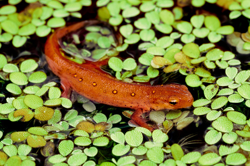  Eastern Red-Spotted Newt in Pond