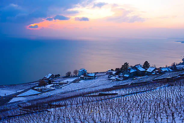 Vineyard in winter with snow.