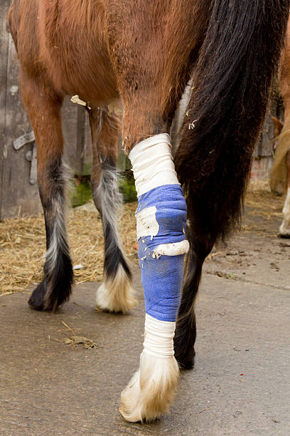 istock Horse with bandaged leg 174847324