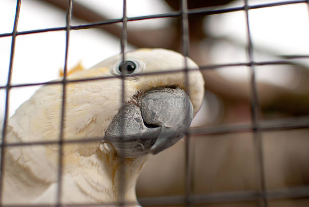 tropical white parrot cacatúa - metal profile white parrot fotografías e imágenes de stock