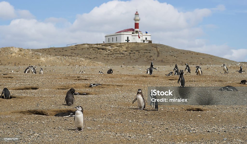 Magellan (Magellanic) Penguins - Foto de stock de Pingüino de Magallanes libre de derechos