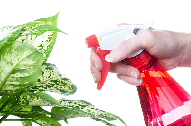 распылять растение - houseplant spray bottle spraying studio shot стоковые фото и изображения