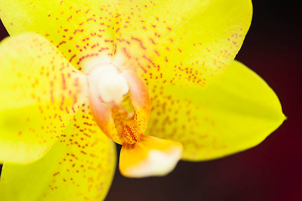 istock Yellow and Red Spotted Orchid 174847468