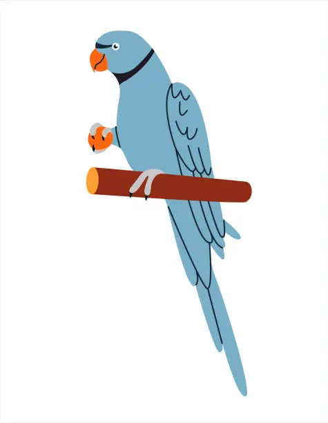 Vector illustration of Cute ringneck parrot eating. Exotic ring-necked parakeet. Tropical jungle bird sitting on perch.